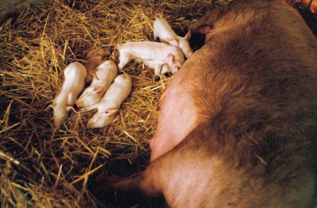 DEVI for piglet farm
